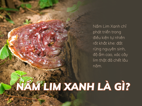 Nấm Lim Xanh là gì? Công dụng và cách dùng hiệu quả